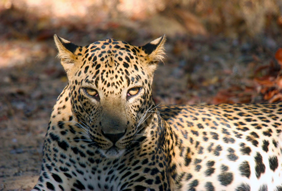 Leopard at Yala