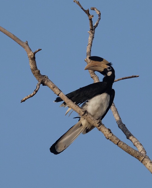 Malabar pied Hornbill
