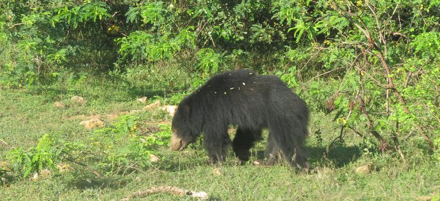 Sloth Bear in Yala National Park, Photo by German Pugnali