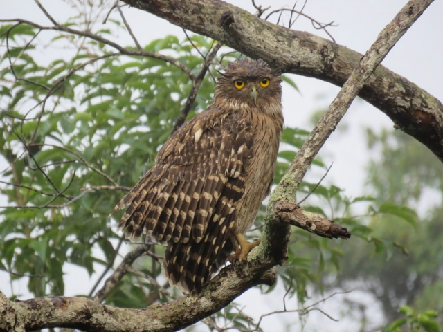 Brown Fish Owl -  Linda Lennon and Clive Duncan