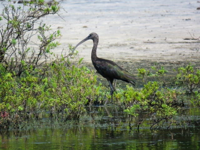 Glossy Ibis in Mannar, Sri Lanka -  Linda Lennon and Clive Duncan 