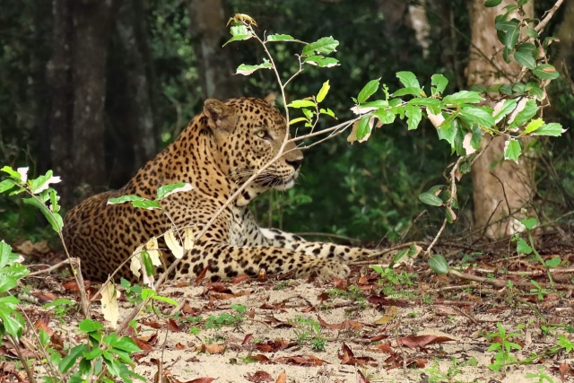 Leopard in Vilpattu, Sri Lanka - Linda Lennon and Clive Duncan