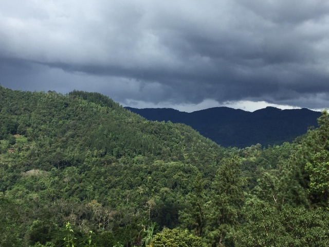 Rainforest Sri Lanka