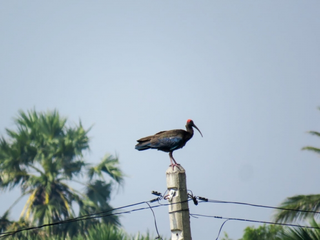 Red Naped Ibis, a vagrant bird - Linda Lennon and Clive Duncan  