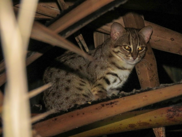 Rusty spotted cat - Linda Lennon and Clive Duncan tour  